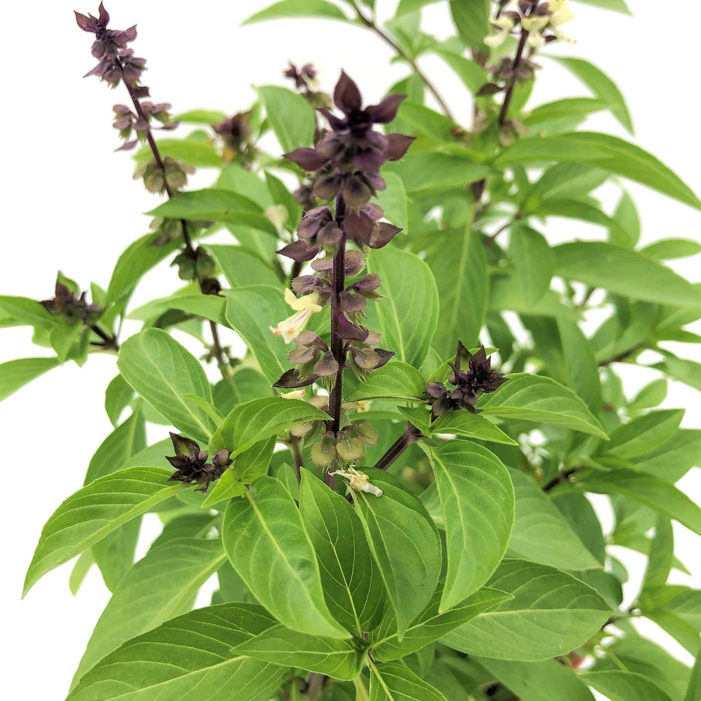 Ocimum basilicum var. thyrsiflora, Thai Basil (0.3m) – Noah Garden Centre