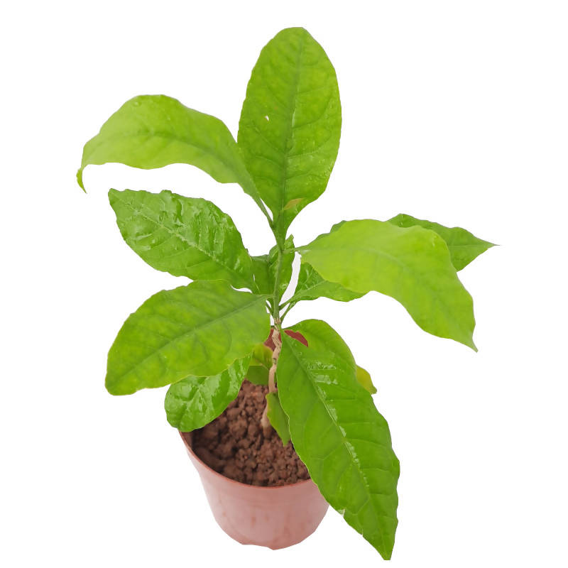 Aegle marmelos, Rutaceae,Bael Leaf Plant (0.4m)