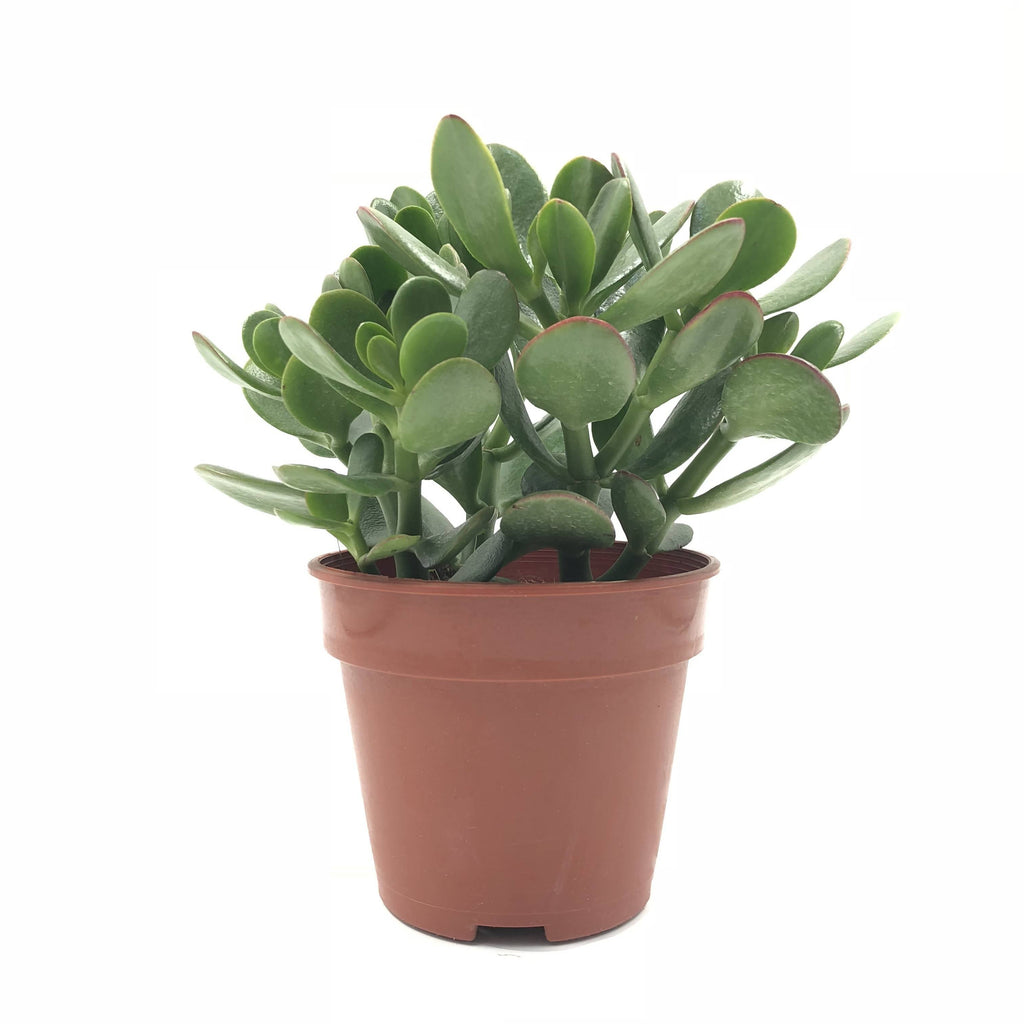 Crassula ovata, Jade Plant (0.15m)