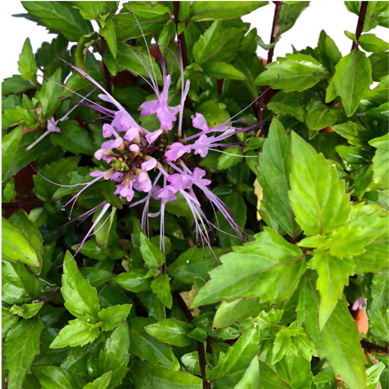 Orthosiphon aristatus 'Purple', Cat's Whiskers 'Purple' (0.4m)