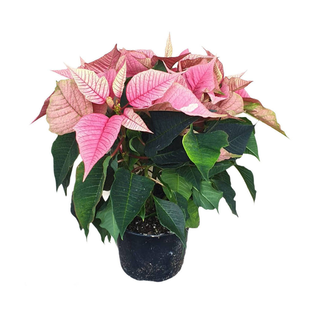 Euphorbia pulcherrima 'Pink', Cameron.H Pink Poinsettia (0.30m)
