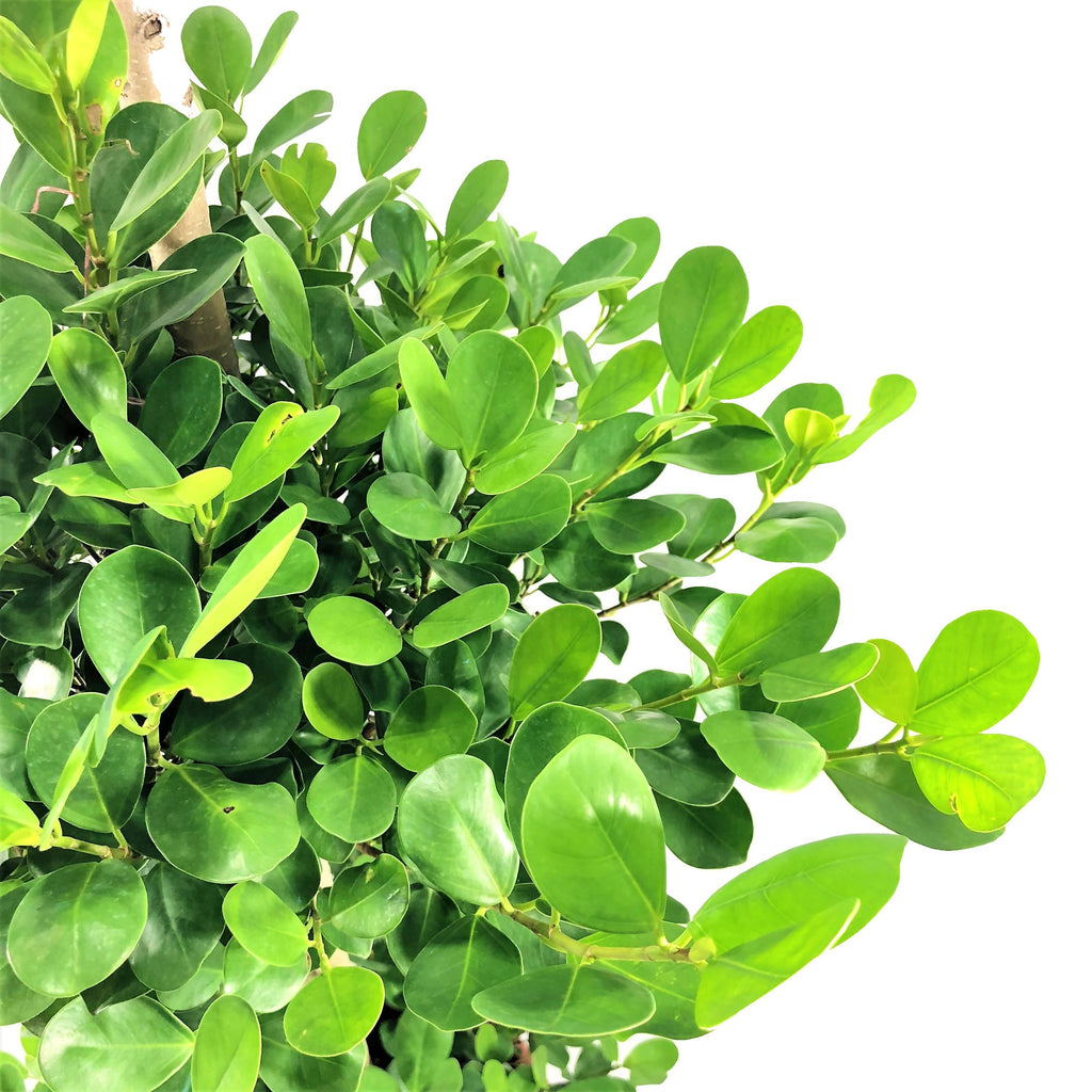 3 Layer Ficus microcarpa, Chinese Banyan (1.6m)