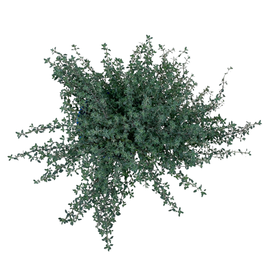 Lemon Thyme Variegated (0.25m)