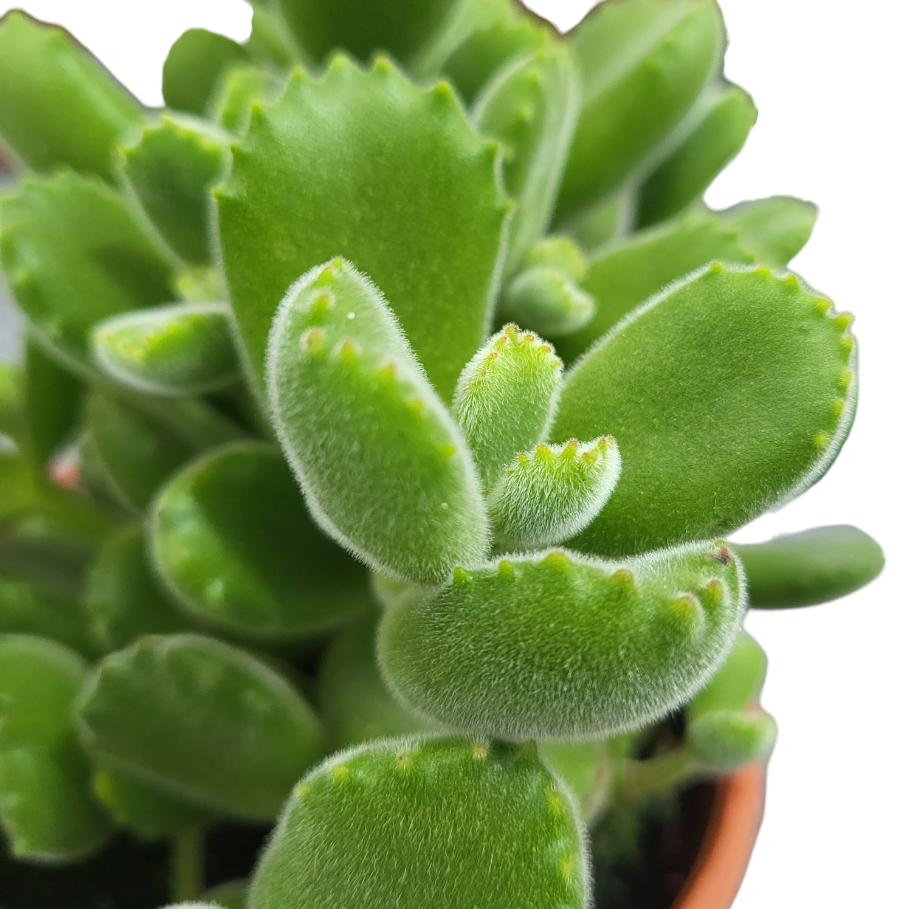 Cotyledon Tomentosa, Bears Paw (0.18m)