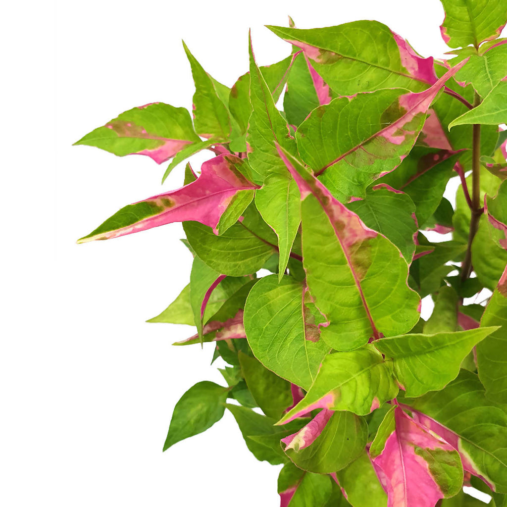 Alternanthera Ficoidea 'Party Time' (0.2m)