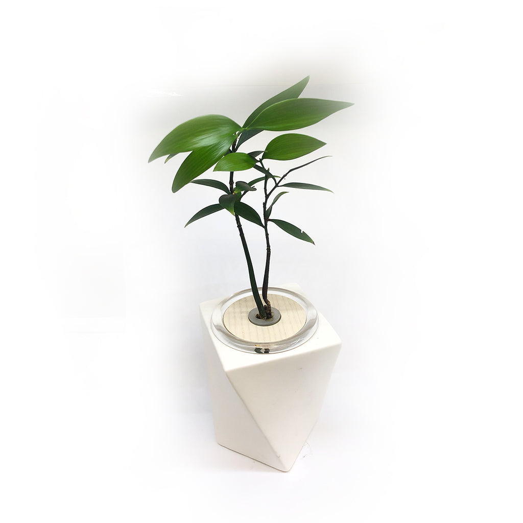 Hydroponic Bonsai in Dancing Ceramic