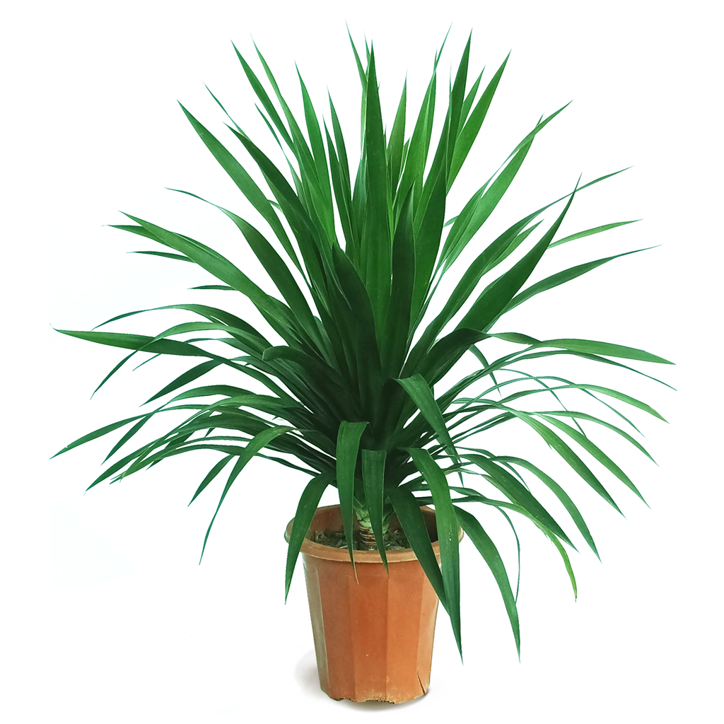 Dracaena Draco, Multi Stem Dragon Plant (0.7m)