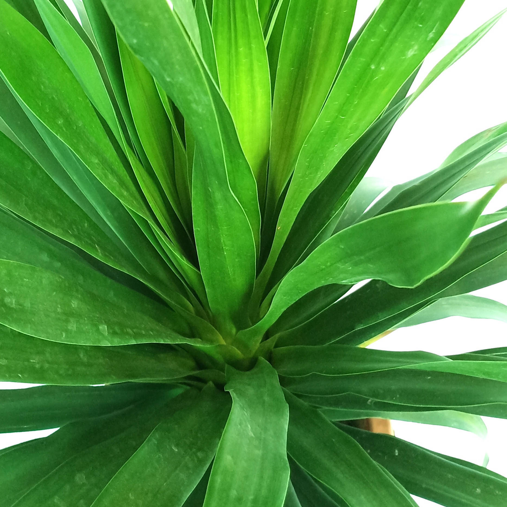 Dracaena Draco, Multi Stem Dragon Plant (0.7m)