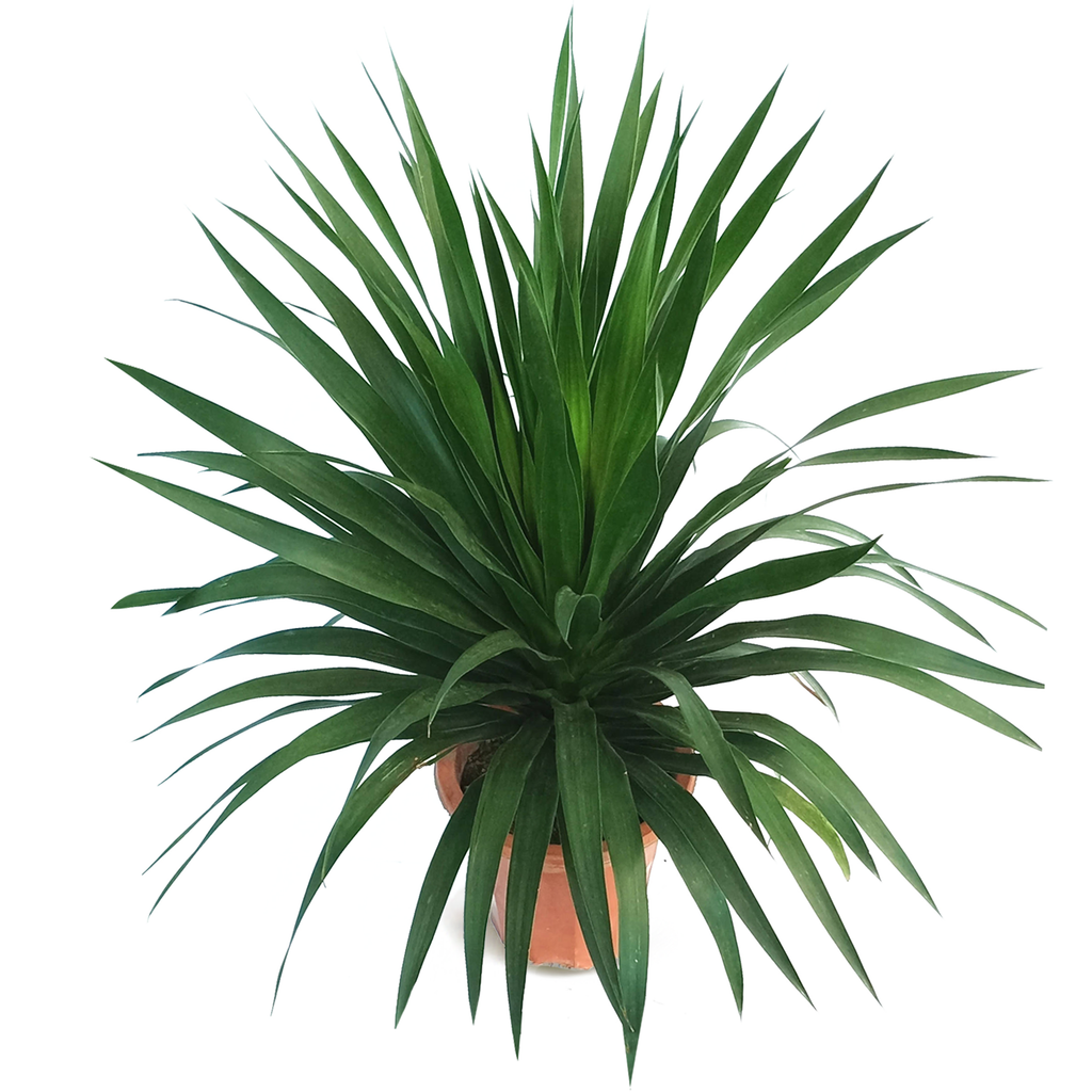 Dracaena Draco, Multi Stem Dragon Plant (0.7m)