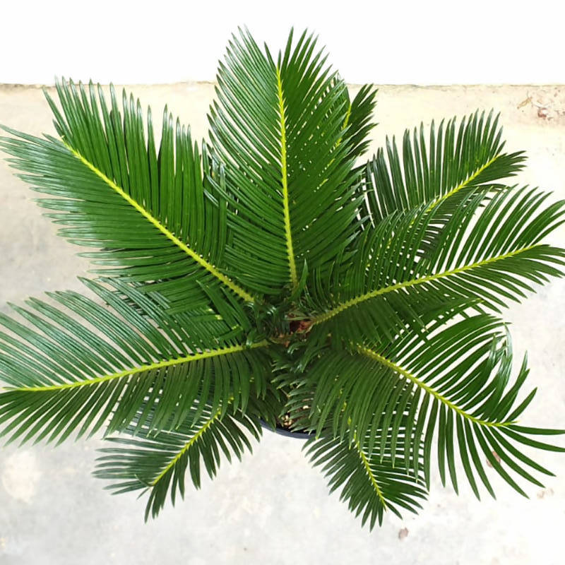 Cycas Revoluta, Sago Palm (0.40m)