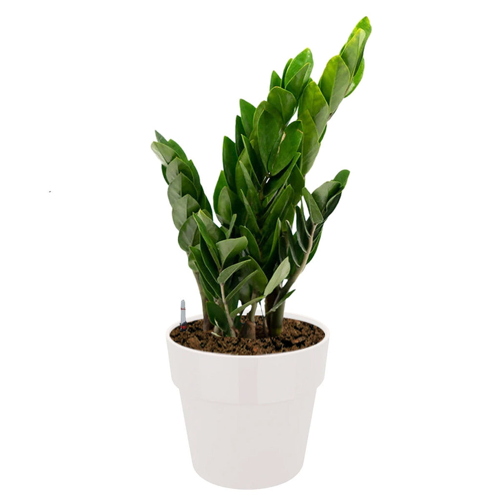 Zamioculcas Zamiifolia in White B. for Original Round 18cm (0.4m)