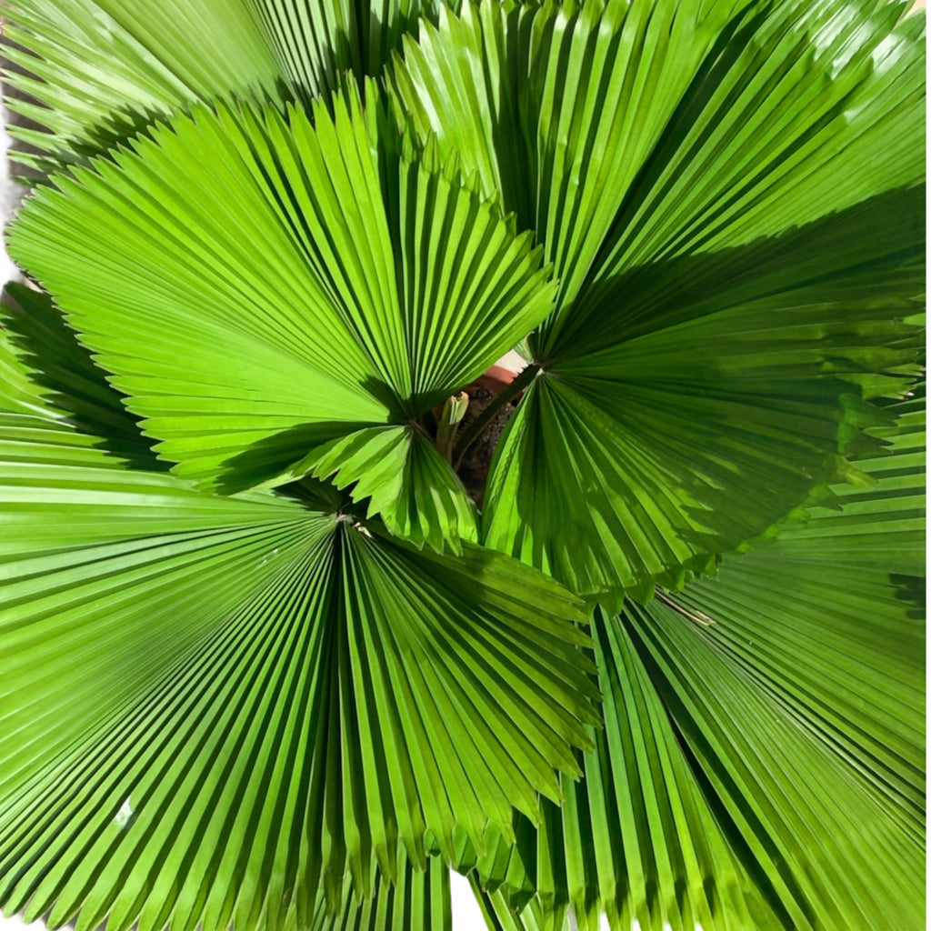 Ruffled Fan Palm in Metallic Black Brussels Diamond Round 30cm (1.0m)