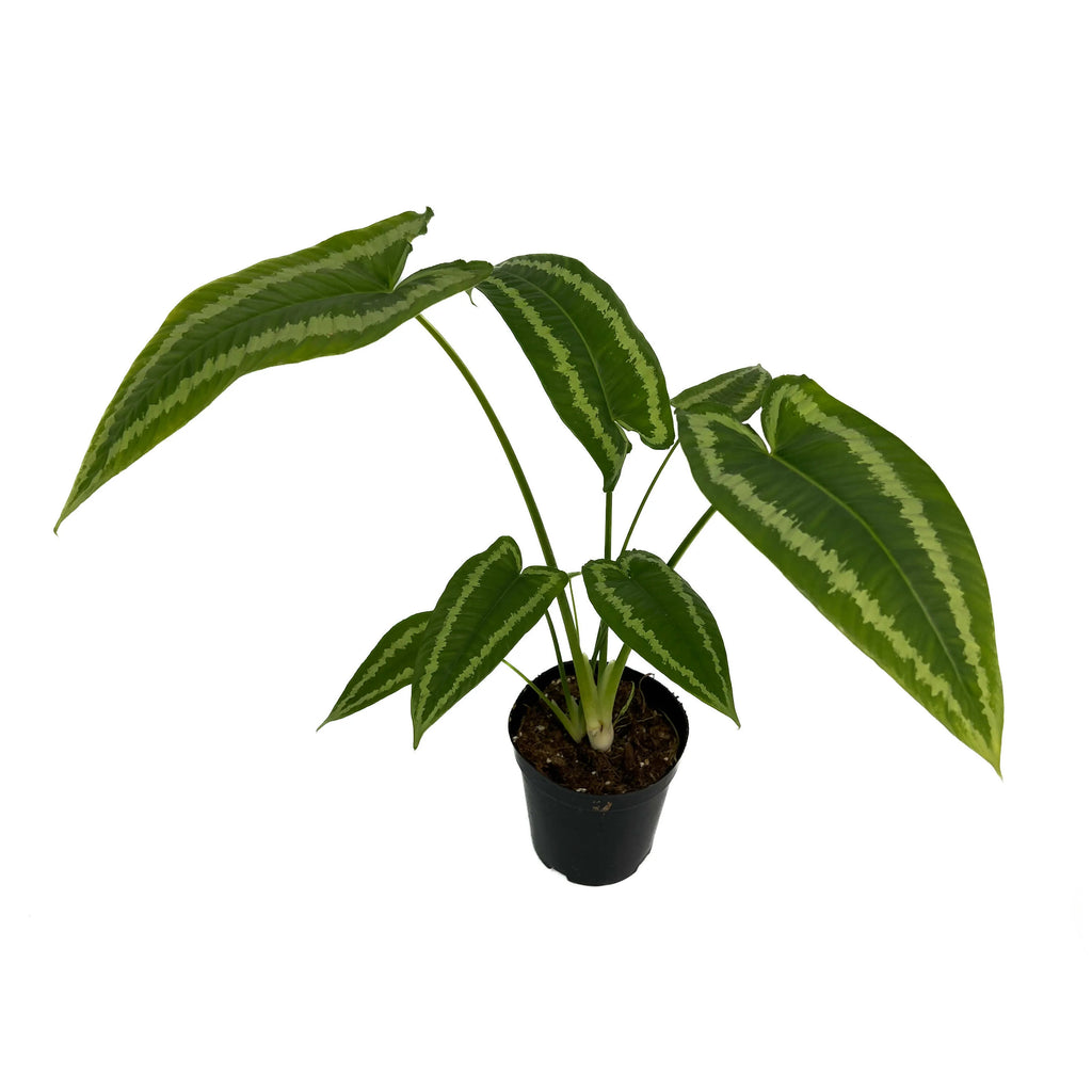 Schismatoglottis Wallichii (0.5m)