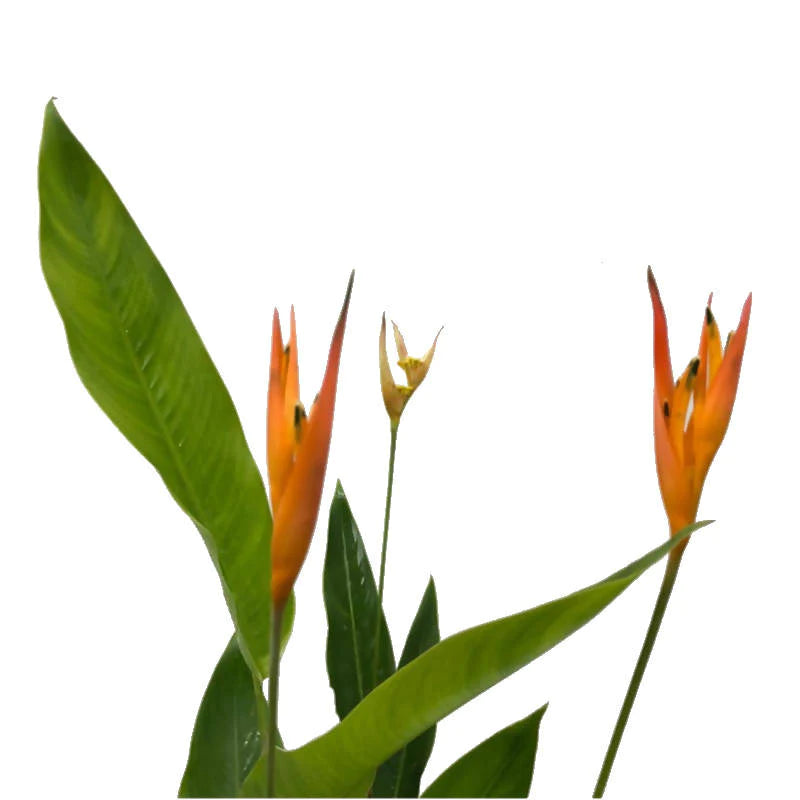 Heliconia 'American Dwarf' (0.45m)