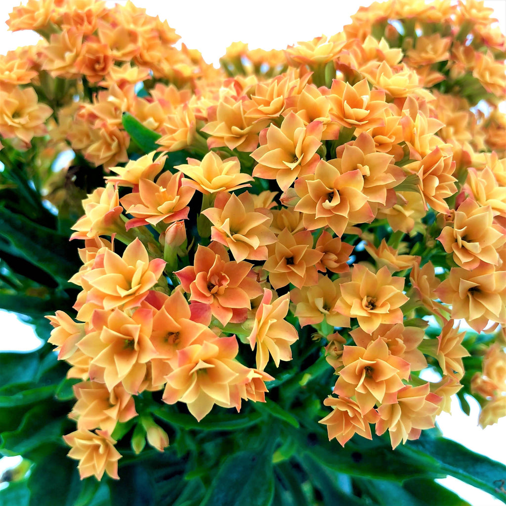 Kalanchoe, Orange (0.3m)