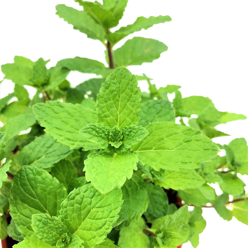 Mentha piperita, Peppermint (0.2m)
