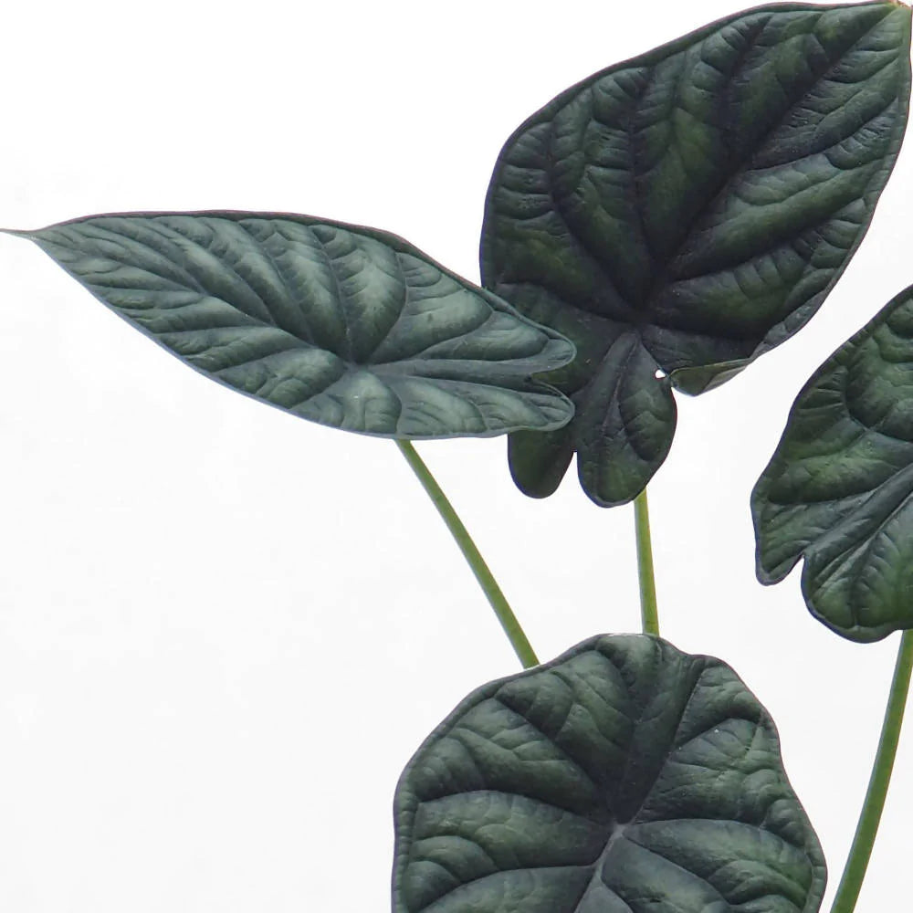 Alocasia baginda Dragon Scale (0.35m)