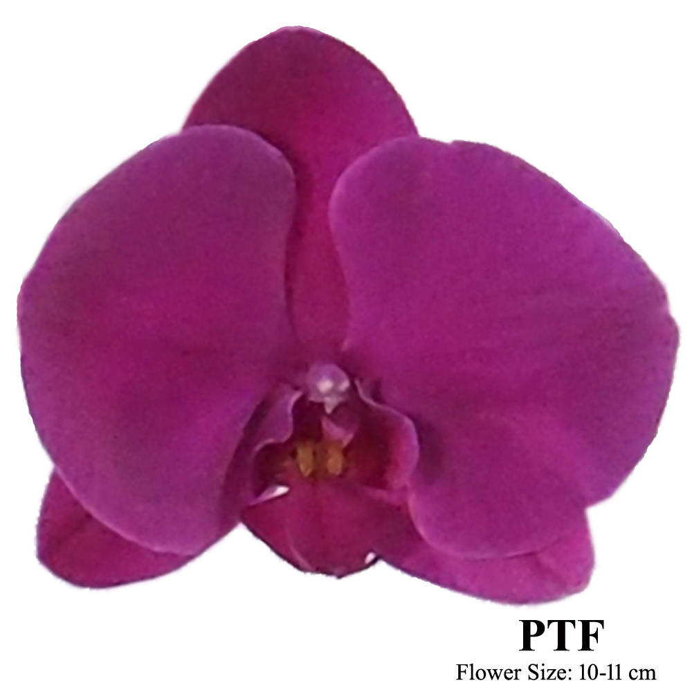 10 in 1 Phalaenopsis PTF (All Round Arrangement) with pot