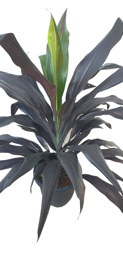 Cordyline Black, Goodluck Plant (1.1mH)