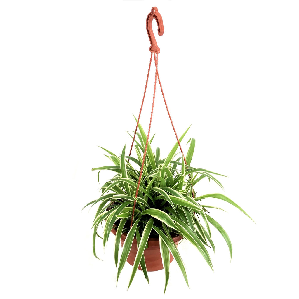 Chlorophytum comosum, Spider Plant (Hanging) (0.35m)