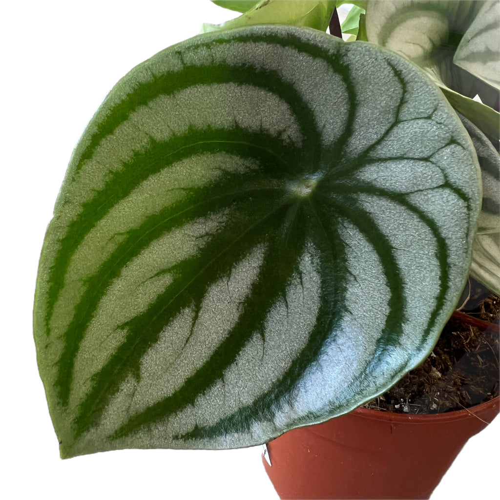 Watermelon Peperomia in Delicate Pink Vibes Fold Coupe (0.30m)