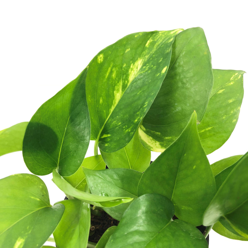 Epipremnum aureum, Money Plant (0.15m)