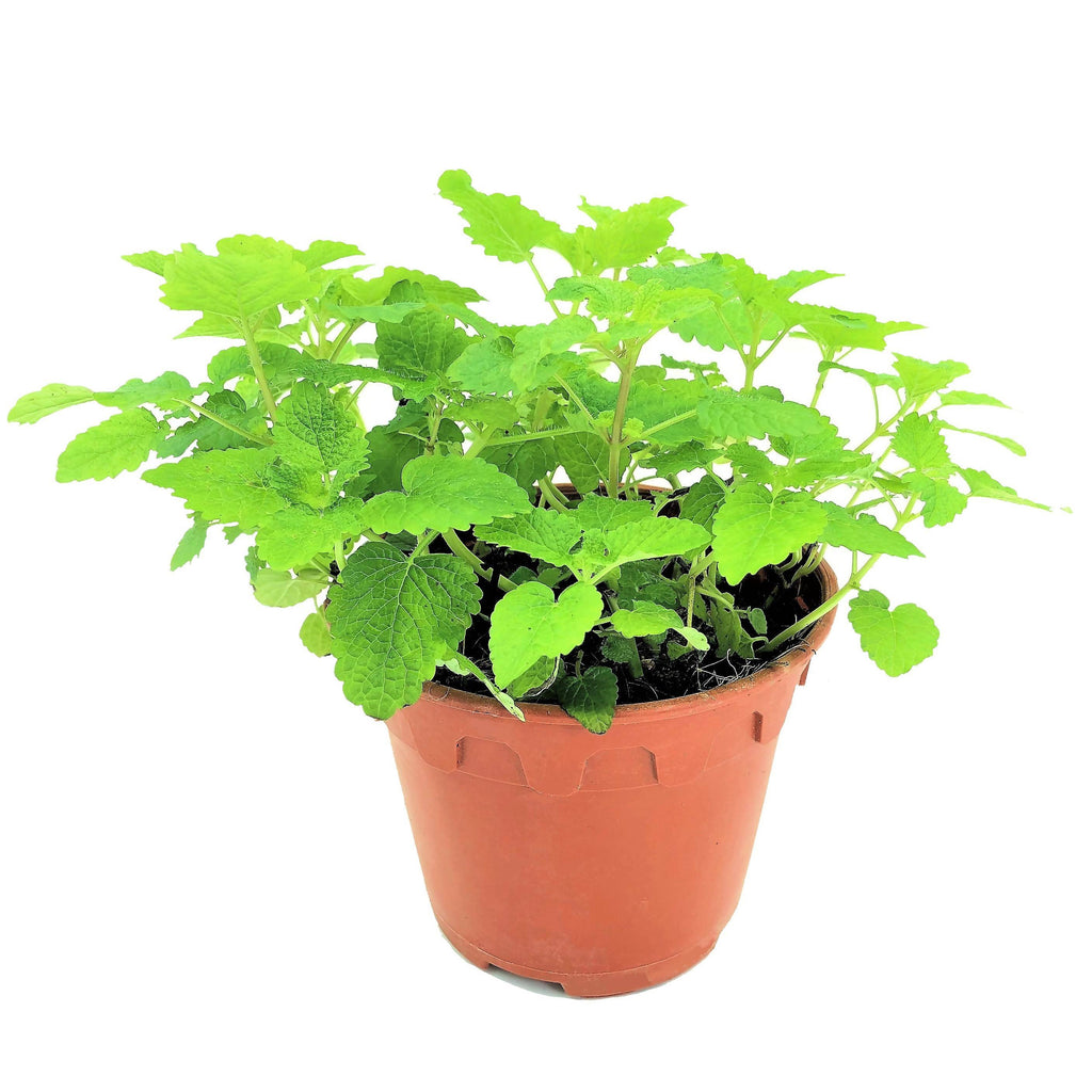 Melissa officinalis, Lemon Balm (0.15m)