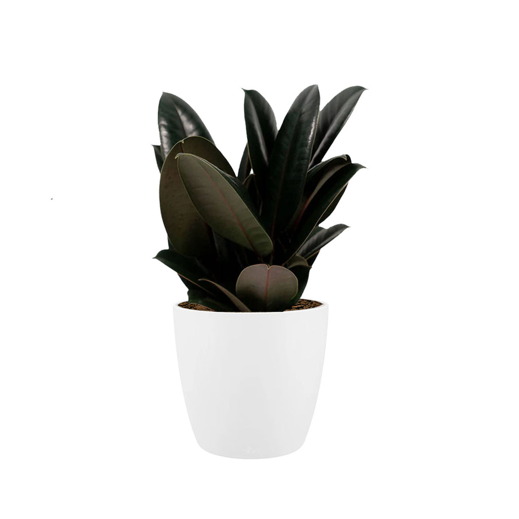 Ficus Elastica in White Brussels Round Mini 16cm (0.3m)