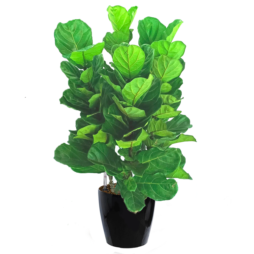 Ficus Lyrata in Dumpy Round Series 45cm in black (1.2m)