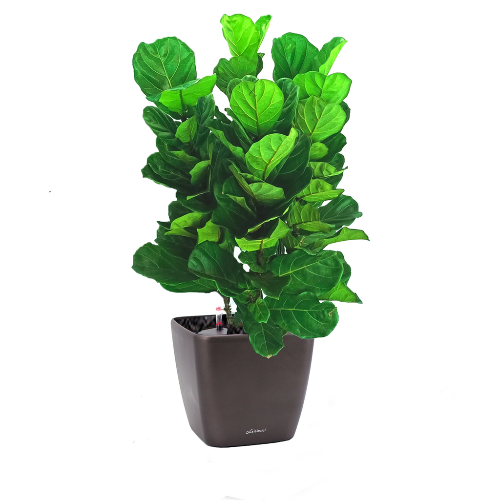 Ficus Lyrata in Black Dumpy Square 45cm (1.3m)