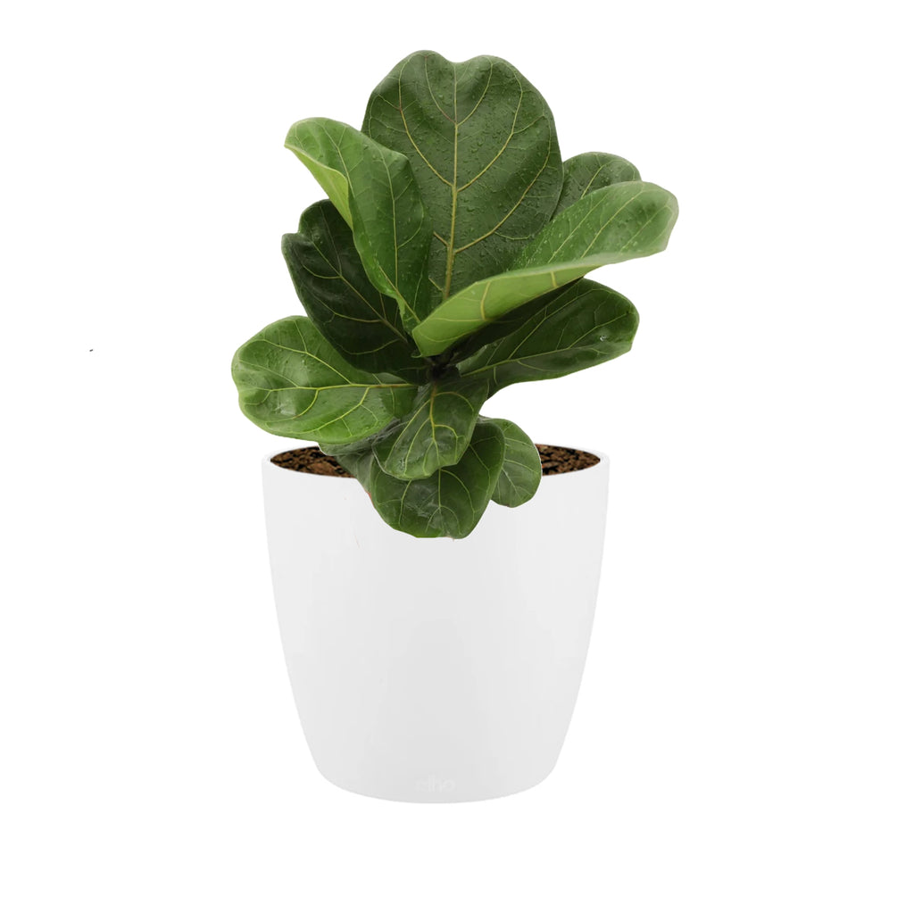 Ficus lyrata in White Brussels Round 16cm