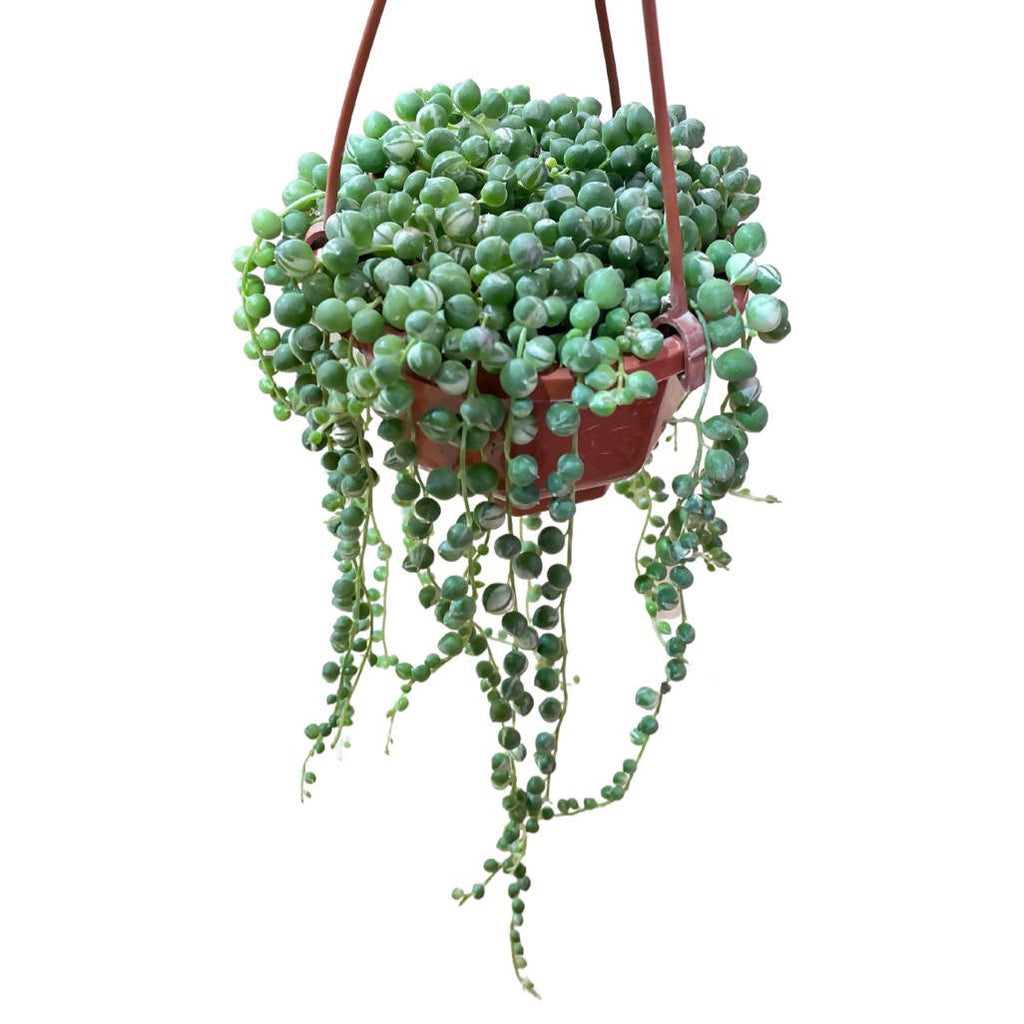 Senecio Rowleyanus 'Variegata', String of Pearls Variegated (hanging) (0.08m)