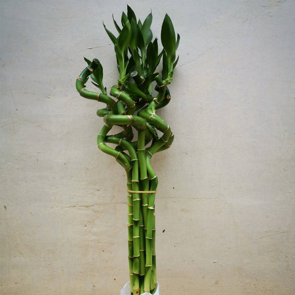 Curly Sanderiana Bamboo, Bundle of 10pcs (0.4mh)