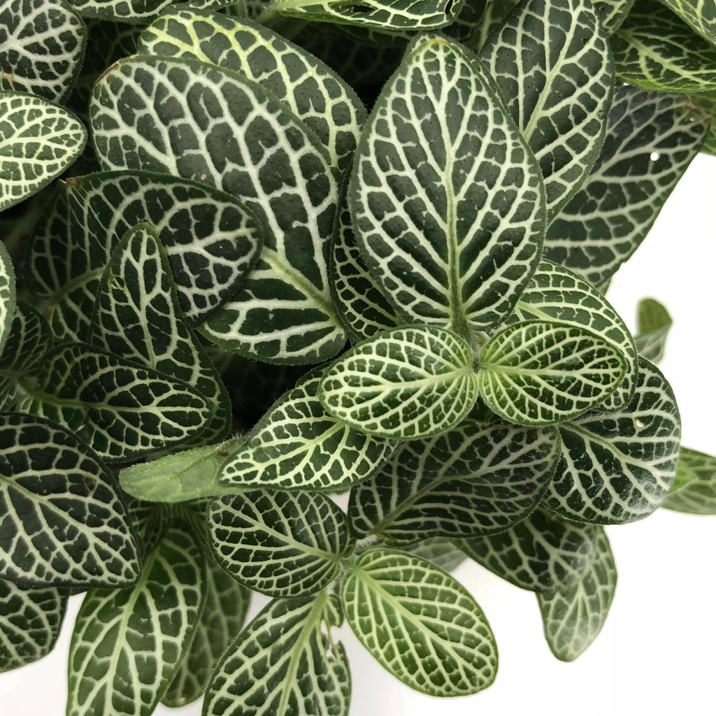 Fittonia Green in Living Black Brussels Round Mini 12.5cm
