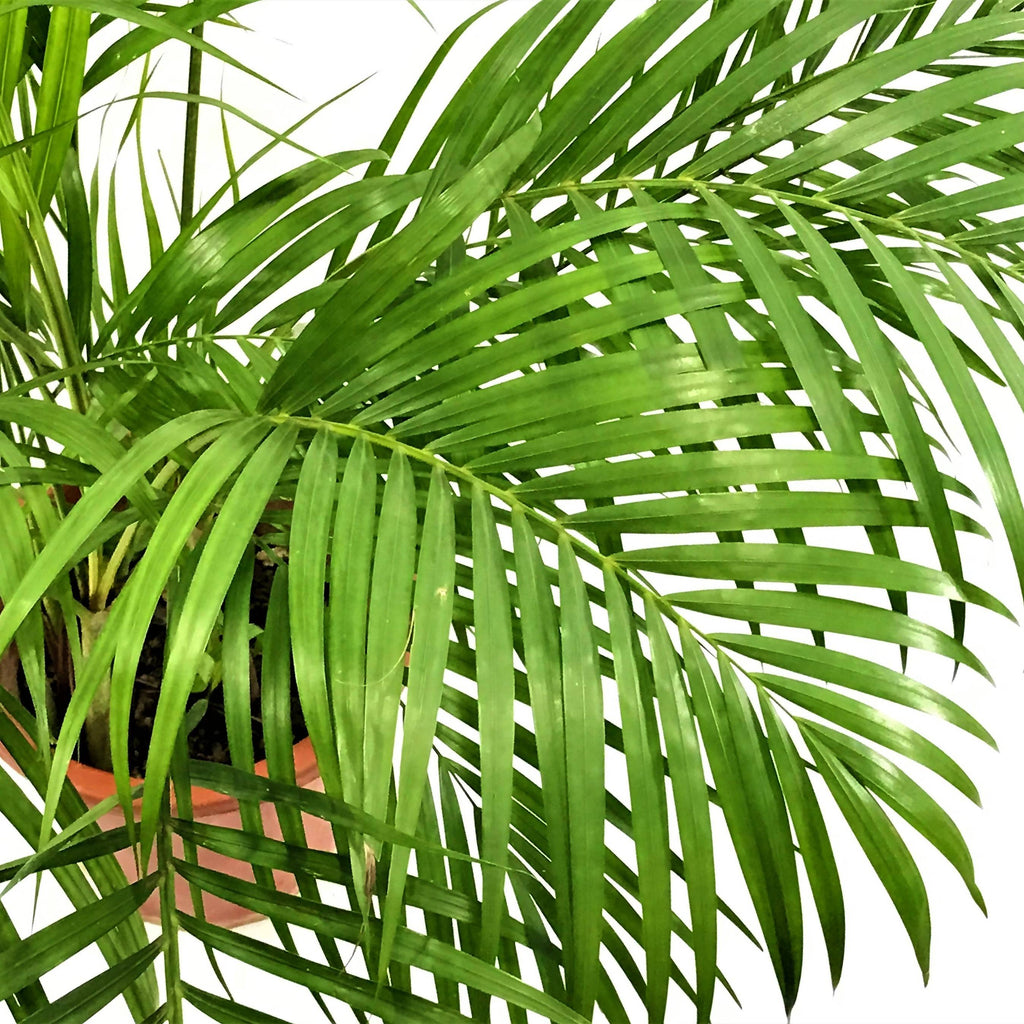 Dypsis lutescens, Yellow Palm (1.1m)