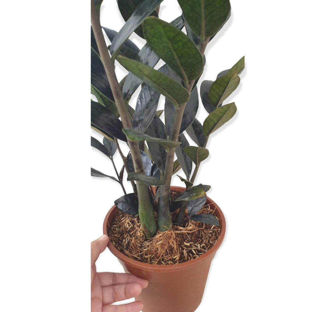 Zamioculcas zamiifolia 'Raven Black', ZZ plant Raven Black, Zanzibar Gem (0.5mH)