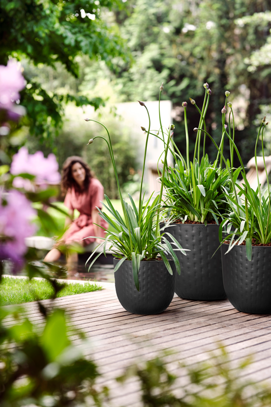 Schefflera Tree in Onyx Black Fuente Grains Round 30cm (1.2m)