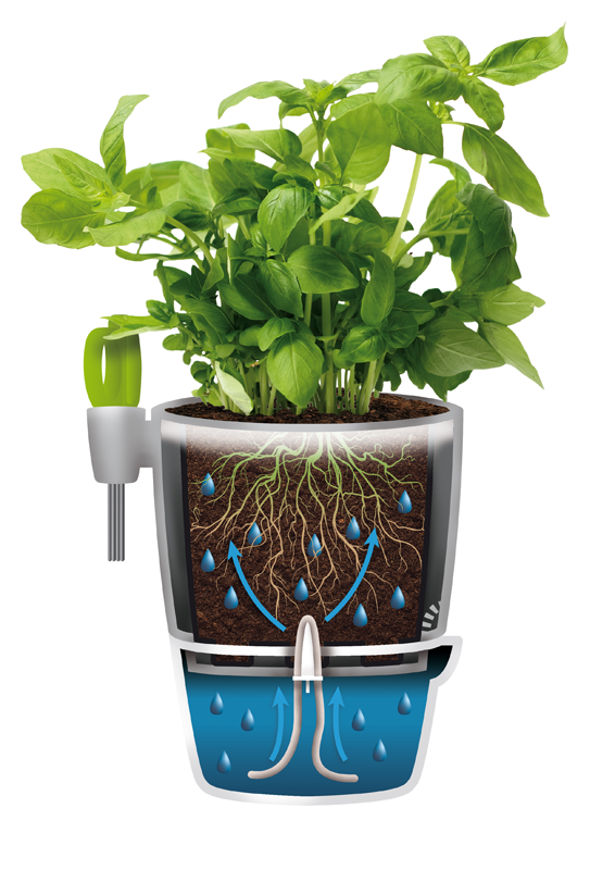 Brussels Herb allin1 13cm in Anthracite