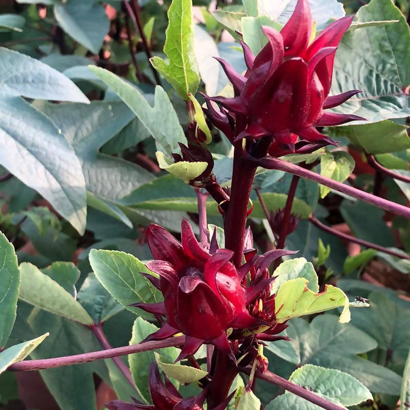 Hibiscus sabdariffa Linn, Roselle 洛神花 (0.65m)
