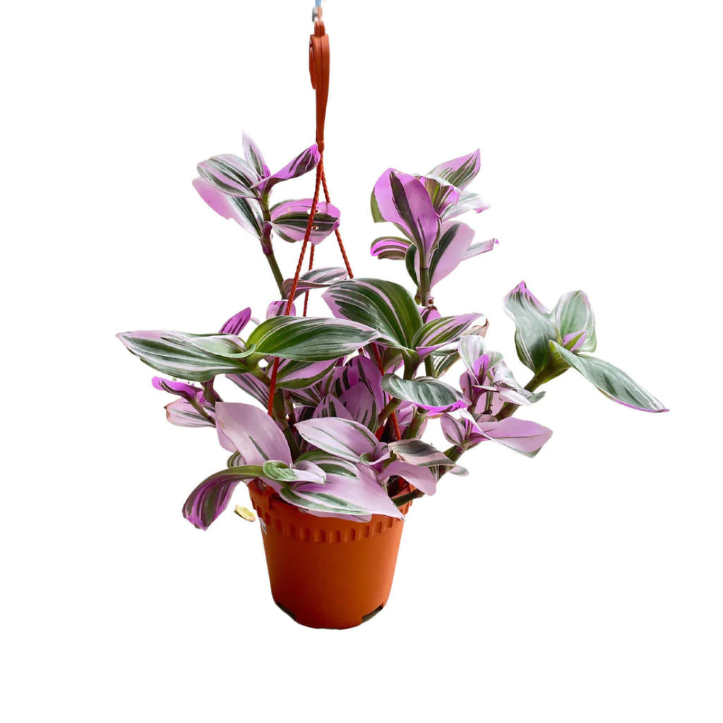 Tradescantia Nanouk, Fantasy Venice in hanging pot (0.30mH)