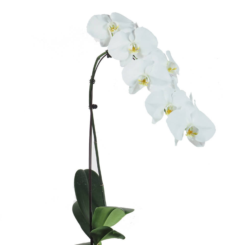 Phalaenopsis White (0.7m)