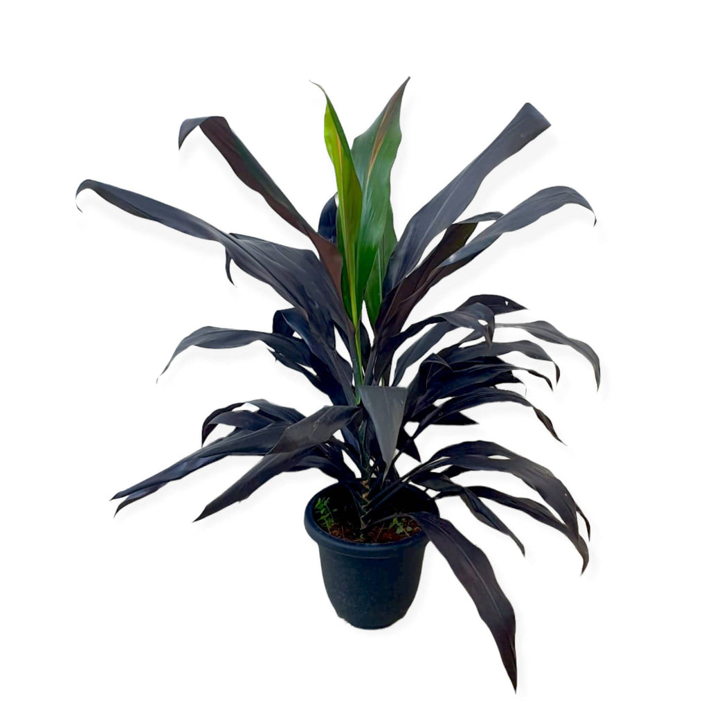 Cordyline Black, Goodluck Plant (1.1mH)