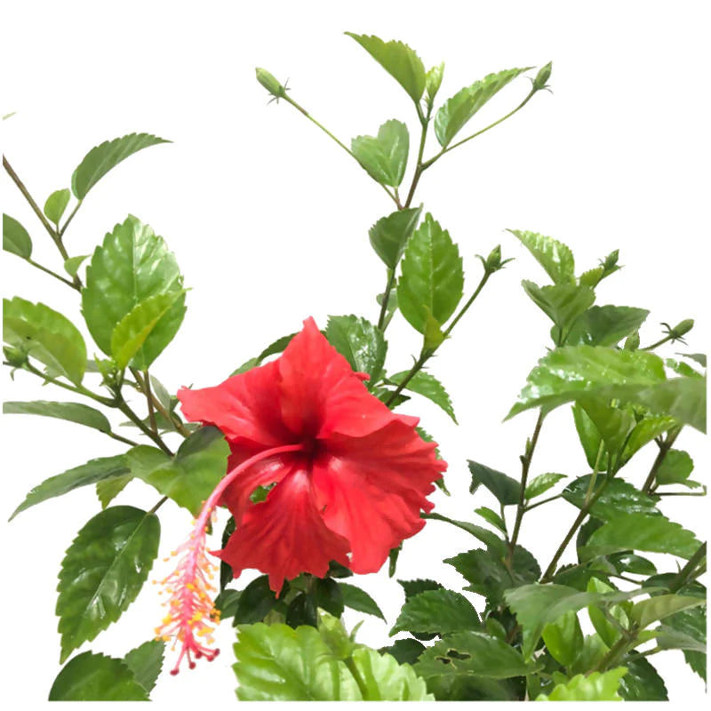 Hibiscus rosa-sinensis, Chinese Hibiscus, Rose of China (0.7m)