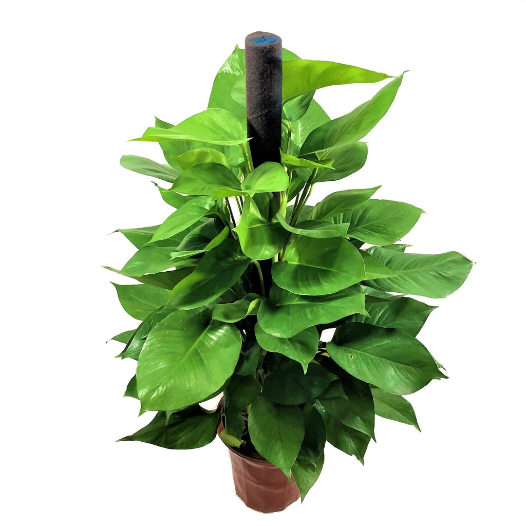 Scindapsus aureus, Money Plant (1.1m)