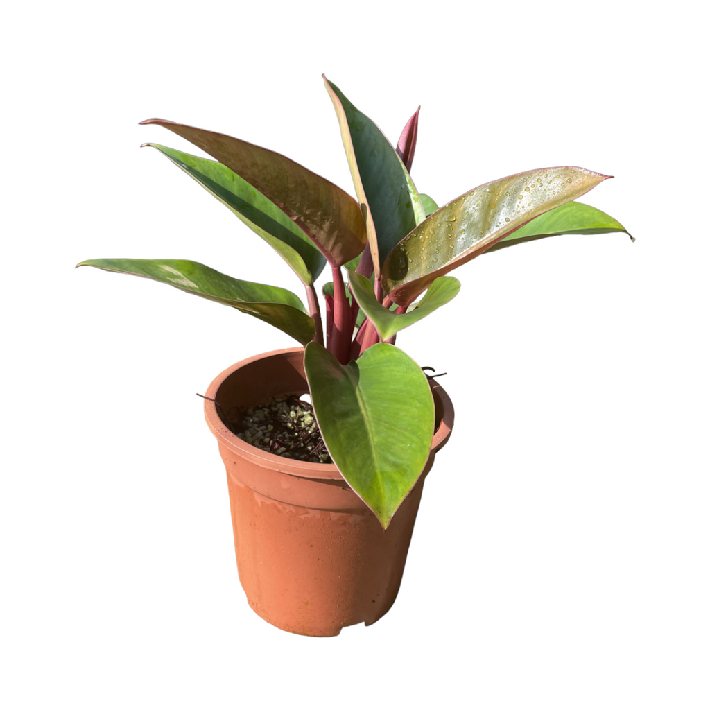 Philodendron Pink Congo (0.3m)