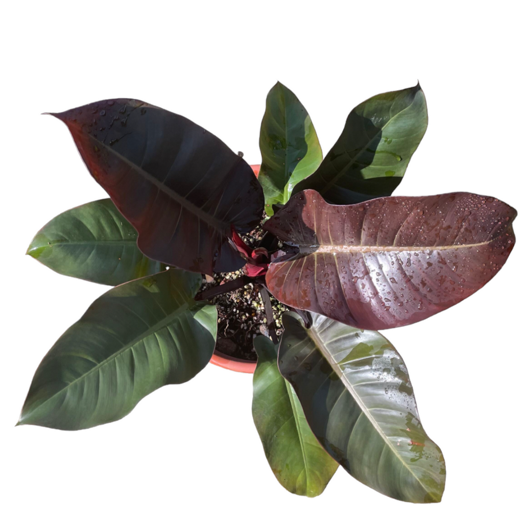 Philodendron black cardinal (0.4m)