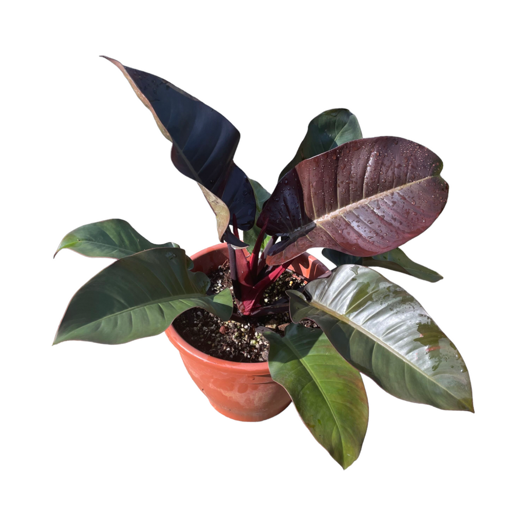 Philodendron black cardinal (0.4m)