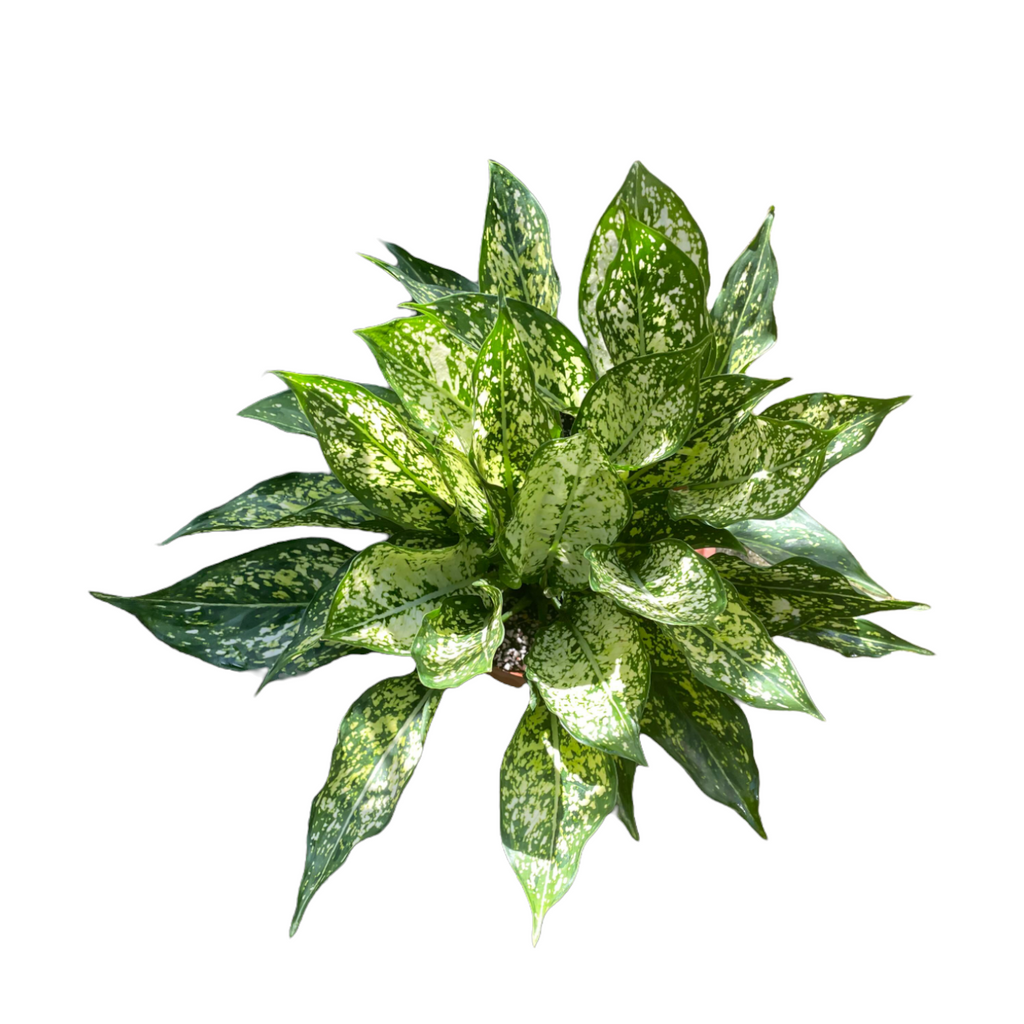 Aglaonema Snow White (0.3m)