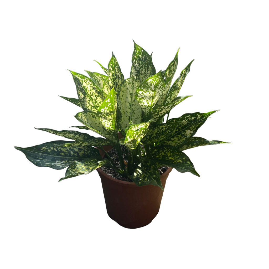 Aglaonema Snow White (0.3m)