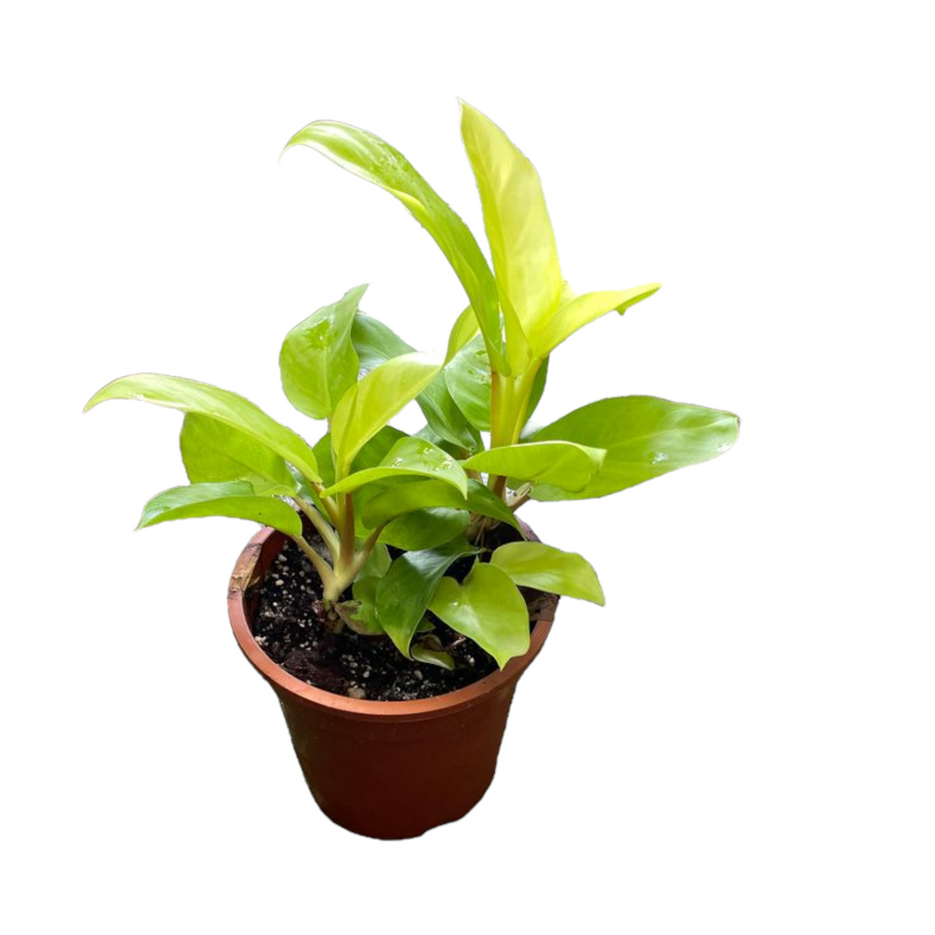Philodendron erubescens 'Gold', Blushing Philodendron (0.25m)